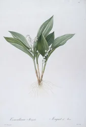 Convallaria majalis (Muguet), 1808